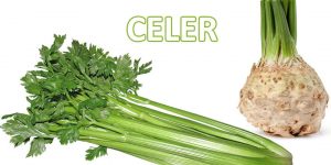 Celer i sok od celera za zdravlje, zašto ga treba koristiti
