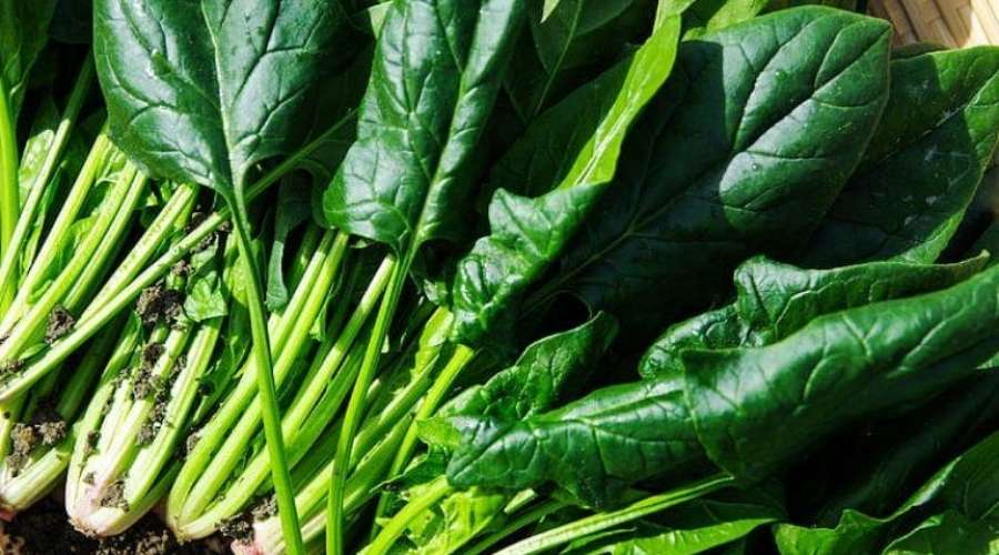 zelje biljka nutritivna svojstva