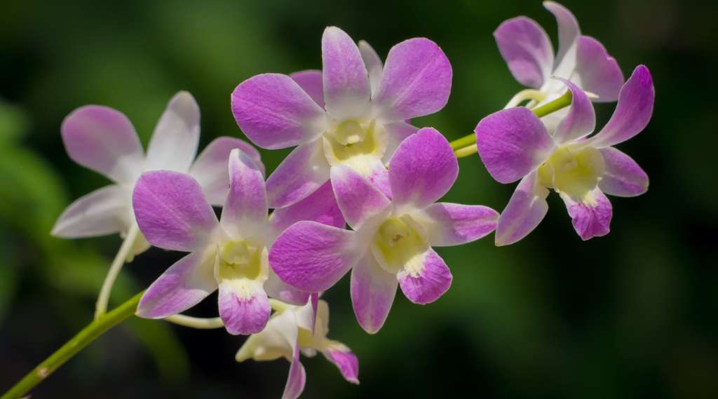 Dendrobium orhideje