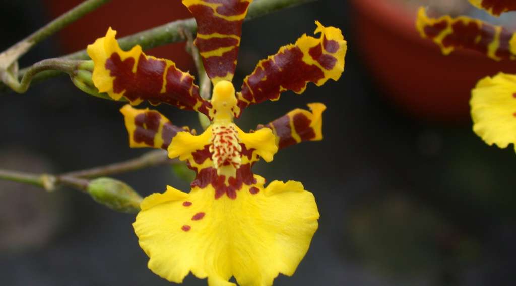 Oncidium orhideje