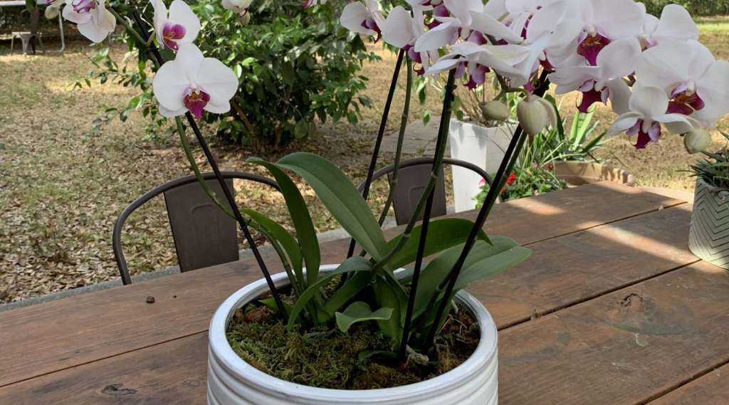 orhideja u saksiji
